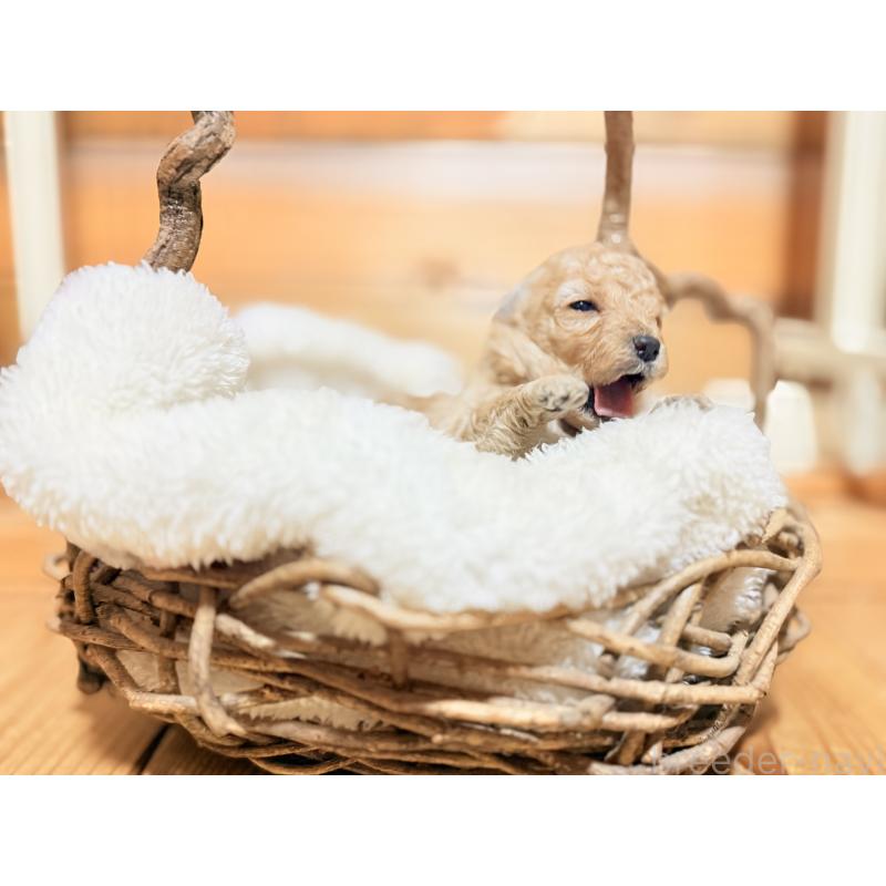 販売中の大阪府のトイプードル-443063の11枚目