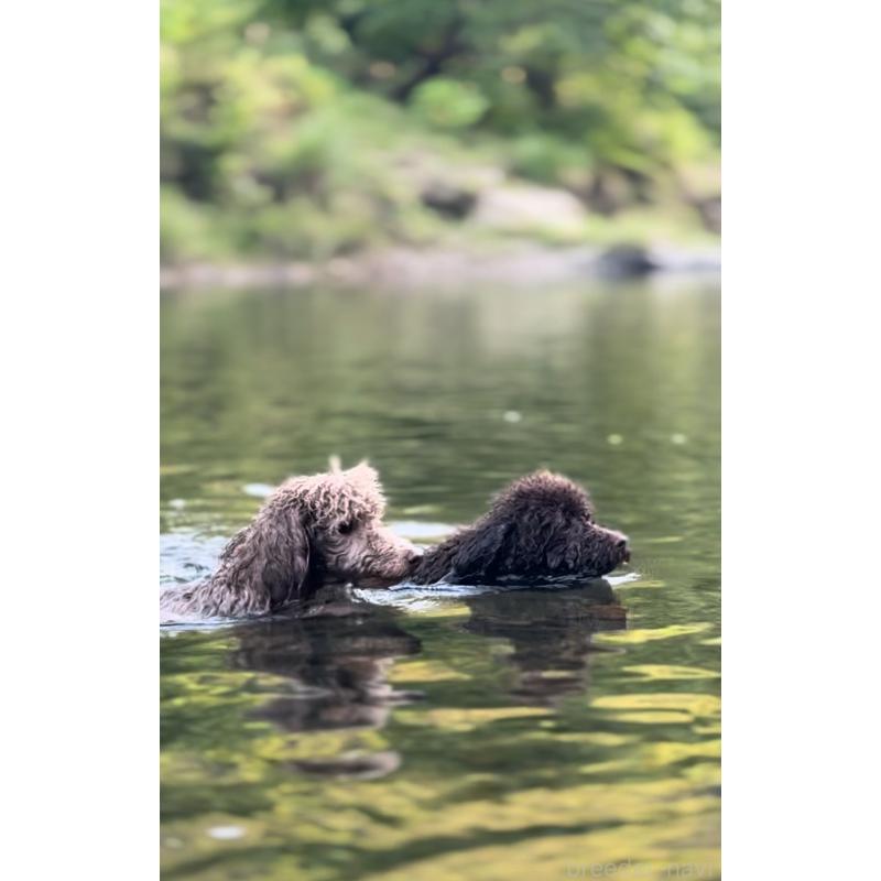 販売中の大阪府のトイプードル-443063の7枚目