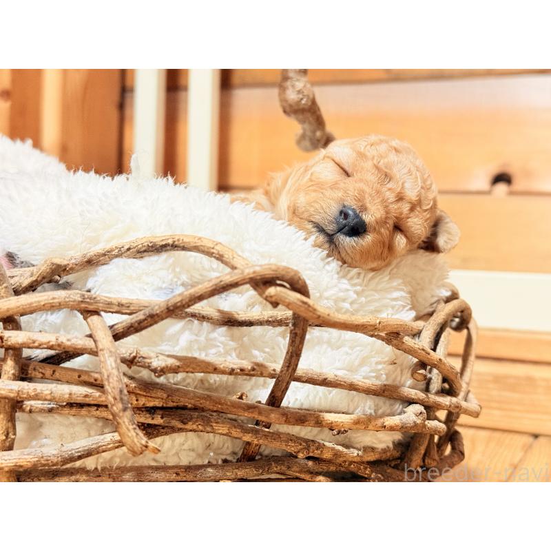 販売中の大阪府のトイプードル-443064の11枚目