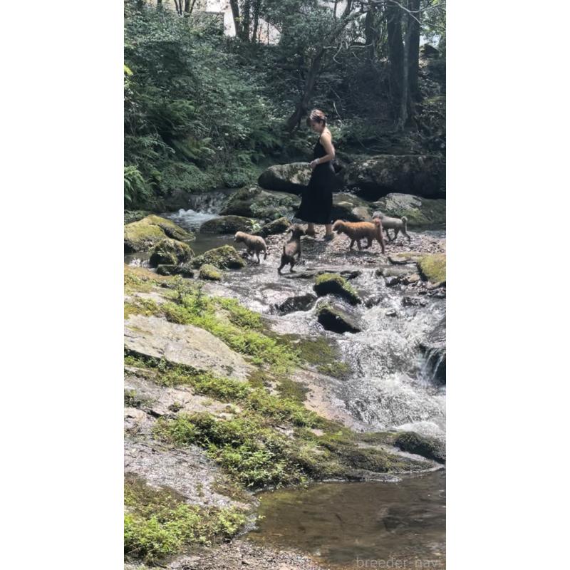 販売中の大阪府のトイプードル-443064の8枚目