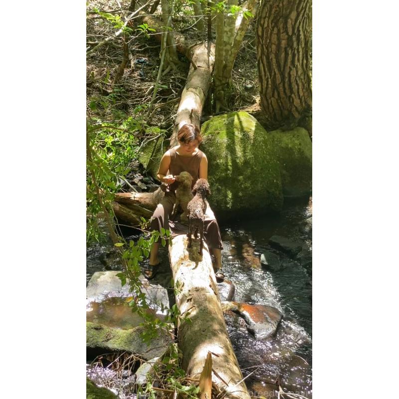 販売中の大阪府のトイプードル-443064の7枚目