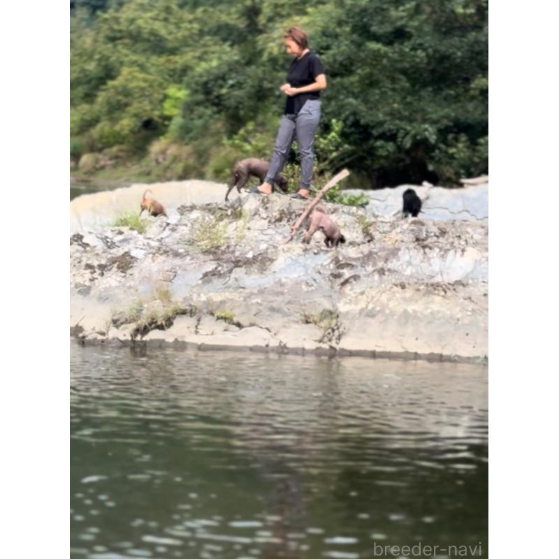 販売中の大阪府のトイプードル-443064の4枚目