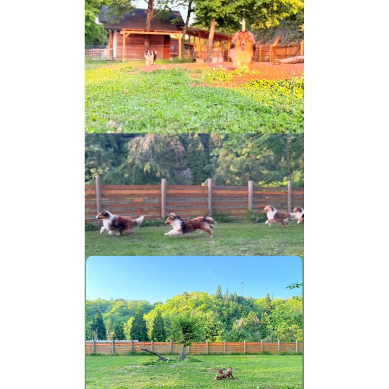 販売中の大阪府のトイプードル-443064の2枚目