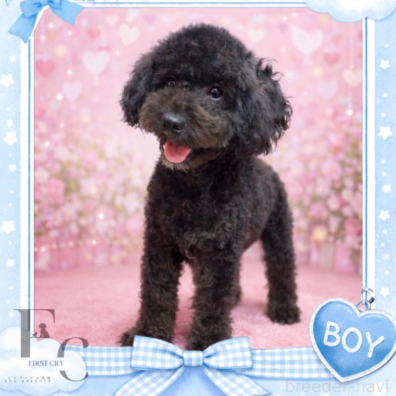 販売中の栃木県のトイプードル-406805