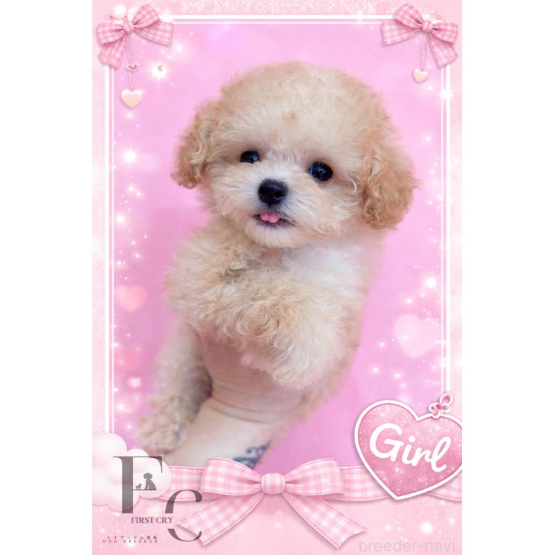 販売中の栃木県のティーカッププードル-437786の3枚目