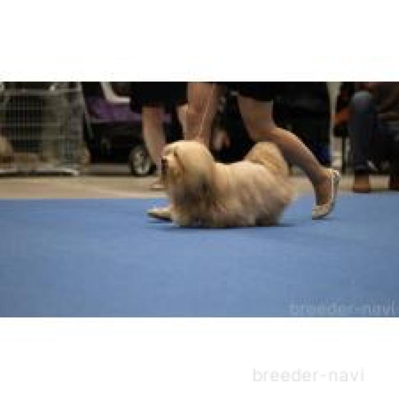 販売中の神奈川県のハバニーズ-443090の3枚目