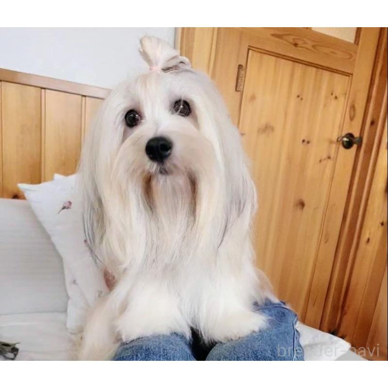 販売中の神奈川県のハバニーズ-443090の2枚目