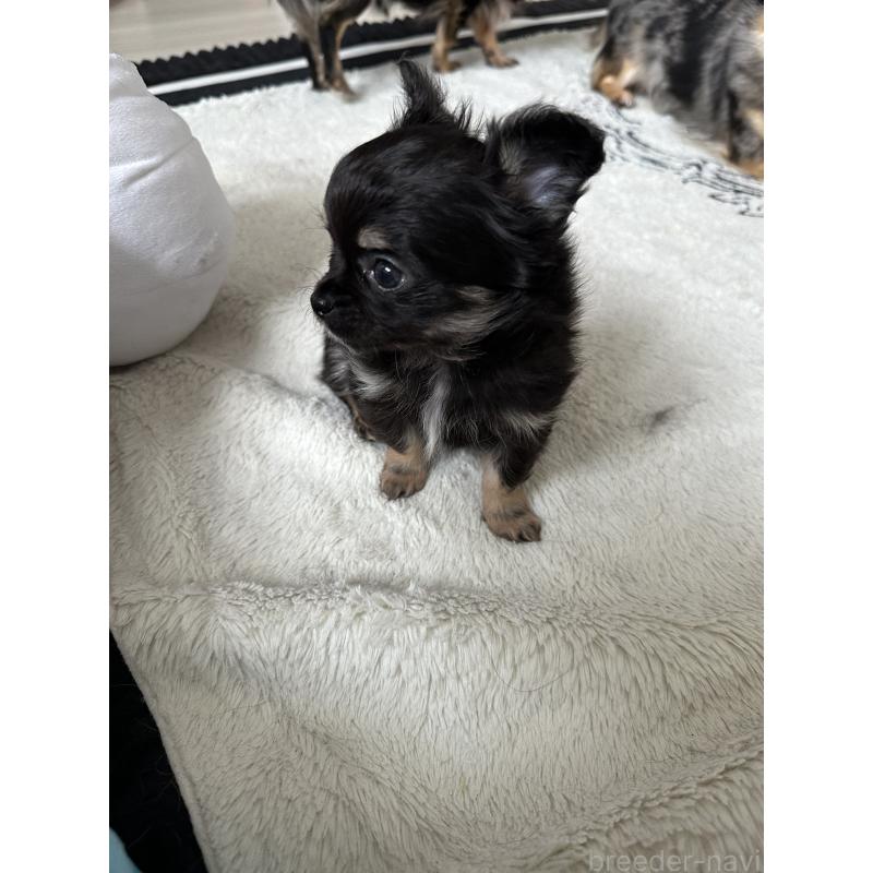 販売中の山形県のチワワ(ロングコート)-437238の2枚目