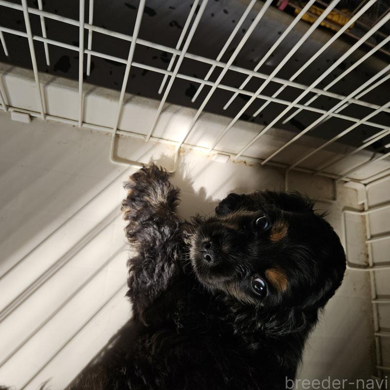 販売中の愛知県のアメリカンコッカースパニエル-443092の6枚目