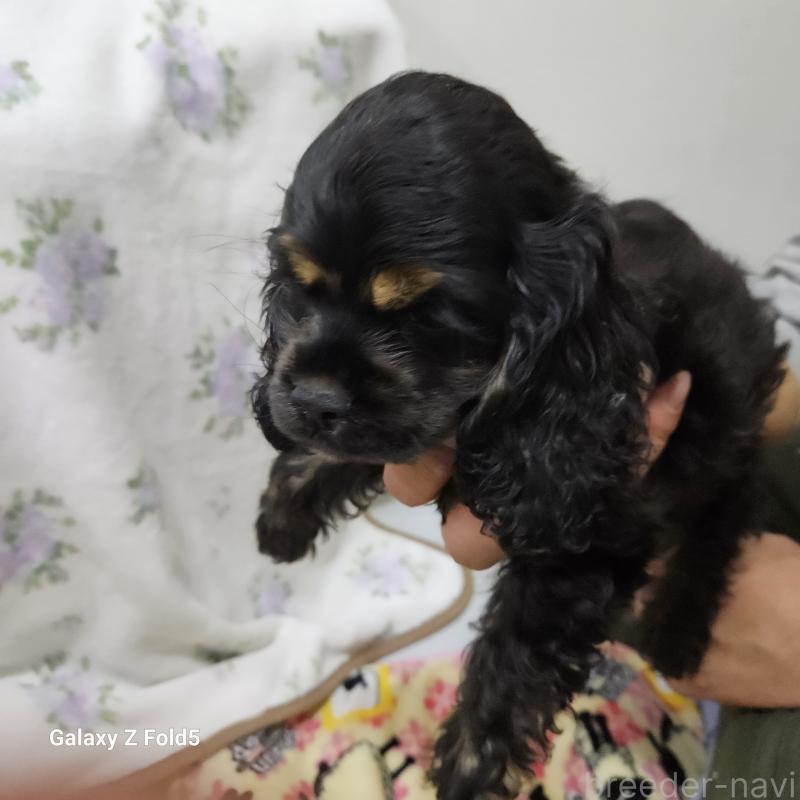 販売中の愛知県のアメリカンコッカースパニエル-443092の4枚目