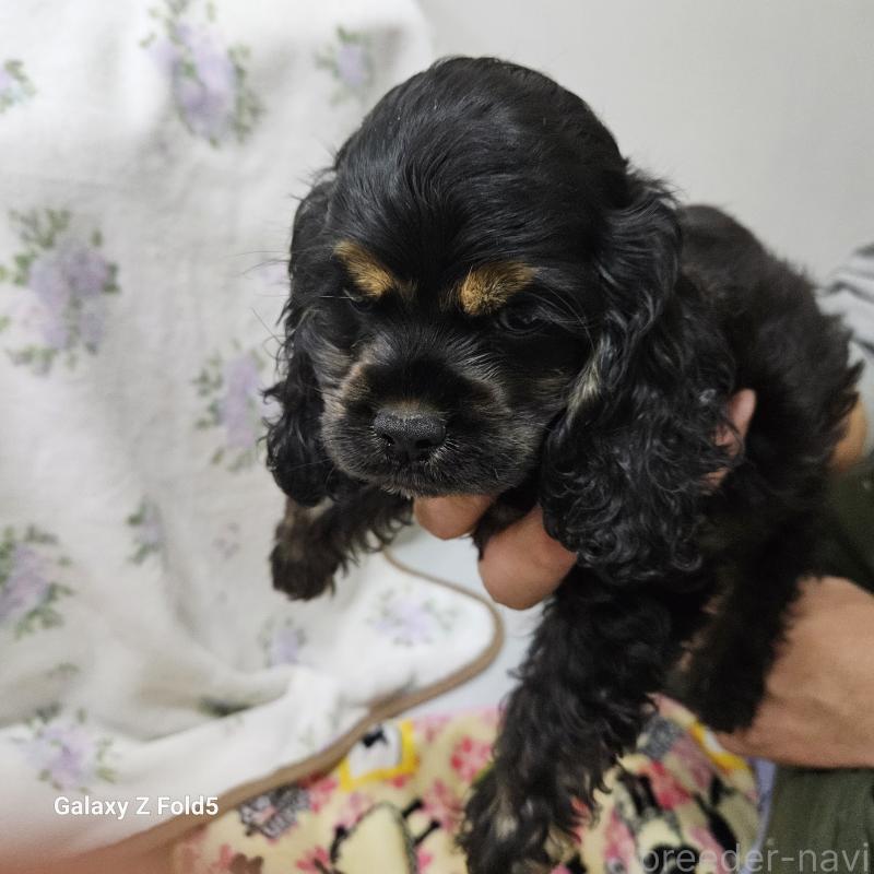 販売中の愛知県のアメリカンコッカースパニエル-443092の3枚目