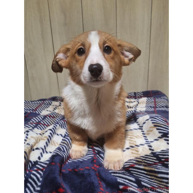 販売中の神奈川県のミックス犬-430845の17枚目