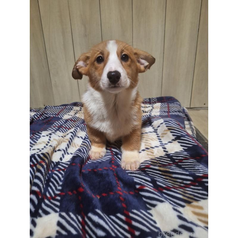 販売中の神奈川県のミックス犬-430845の16枚目