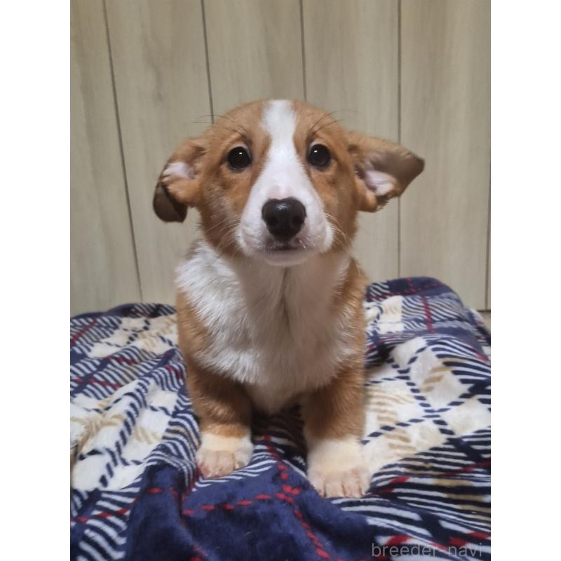 販売中の神奈川県のミックス犬-430845の15枚目