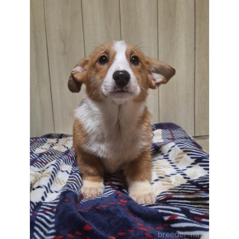 販売中の神奈川県のミックス犬-430845の14枚目