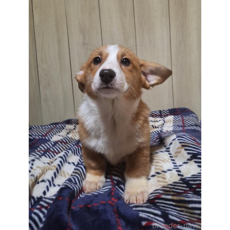 販売中の神奈川県のミックス犬-430845の13枚目