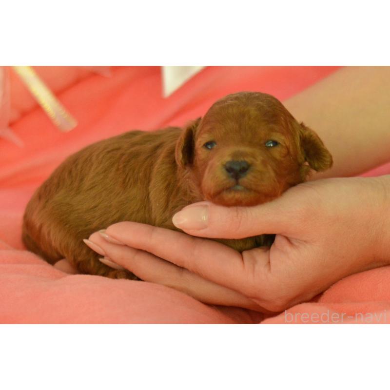 販売中の埼玉県のタイニープードル-443093の4枚目