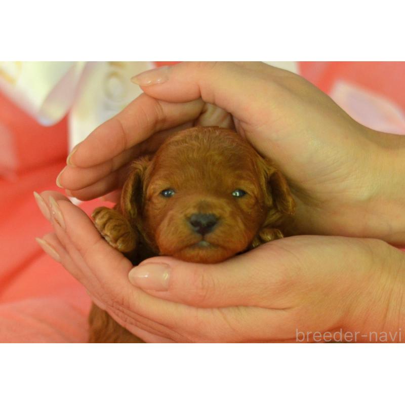 販売中の埼玉県のタイニープードル-443093の3枚目