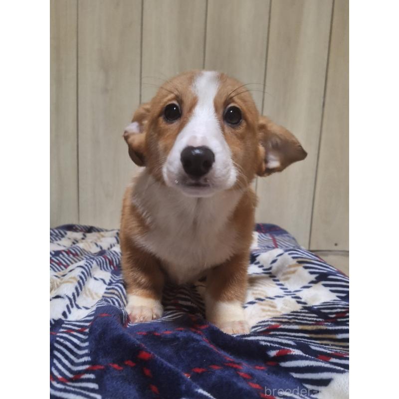 販売中の神奈川県のミックス犬-430845の12枚目