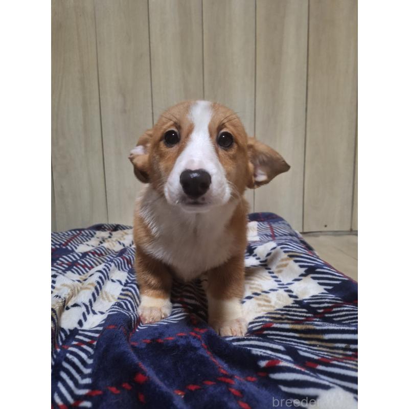 販売中の神奈川県のミックス犬-430845の11枚目