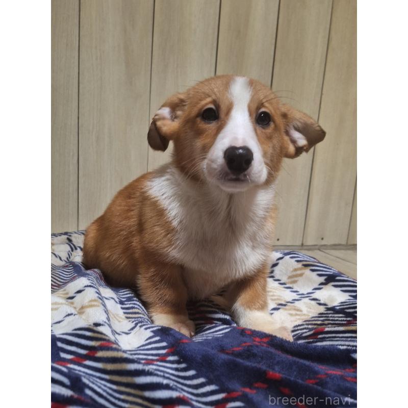 販売中の神奈川県のミックス犬-430845の10枚目