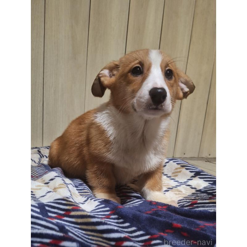 販売中の神奈川県のミックス犬-430845の9枚目