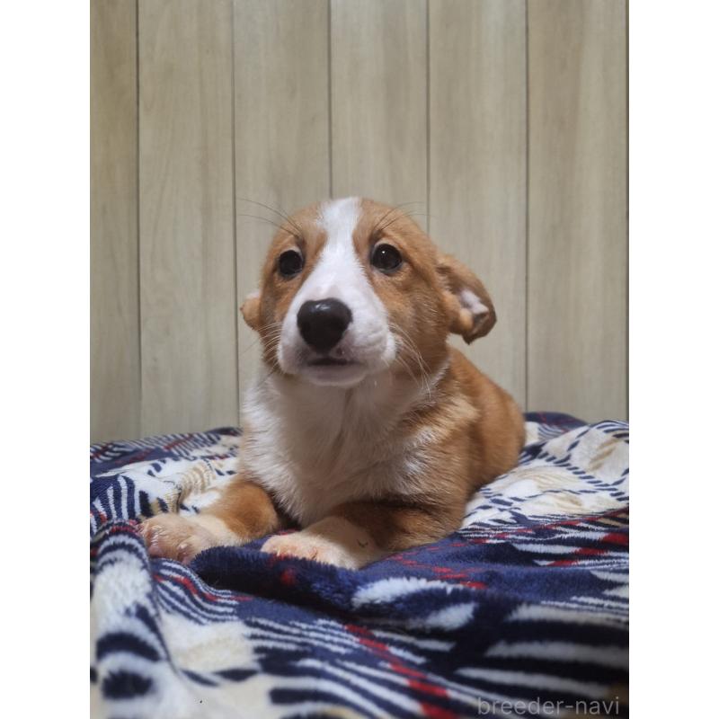 販売中の神奈川県のミックス犬-430845の8枚目