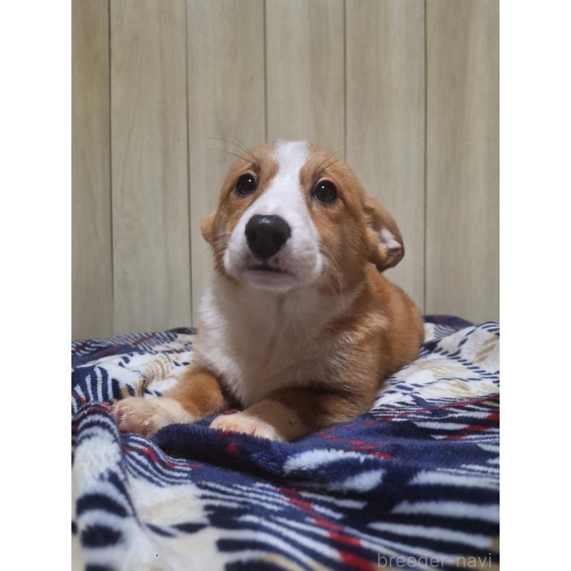 販売中の神奈川県のミックス犬-430845の7枚目