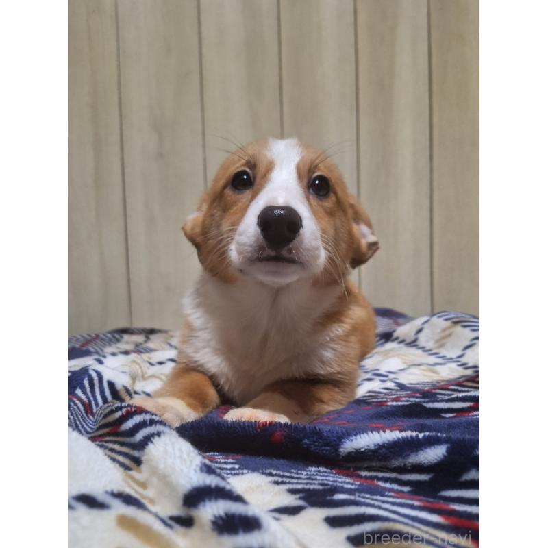 販売中の神奈川県のミックス犬-430845の6枚目