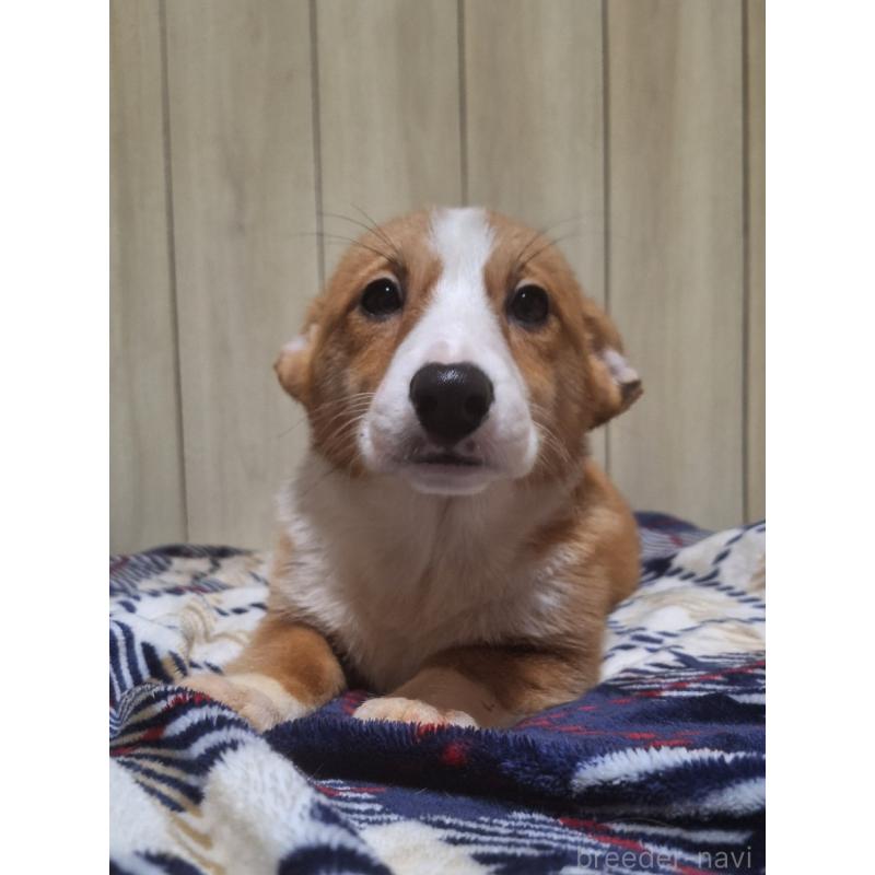 販売中の神奈川県のミックス犬-430845の5枚目