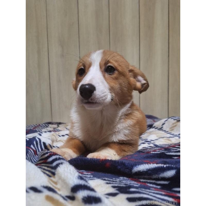 販売中の神奈川県のミックス犬-430845の4枚目