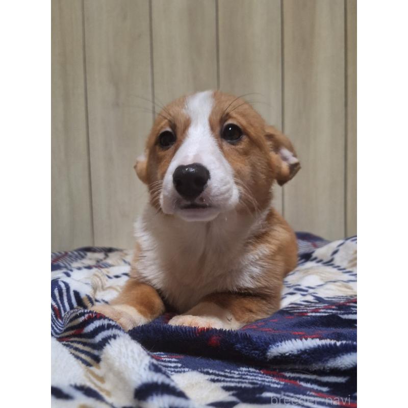 販売中の神奈川県のミックス犬-430845の3枚目