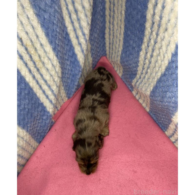 販売中の佐賀県のカニンヘンダックスフンド(ロングヘアード)-443098の2枚目