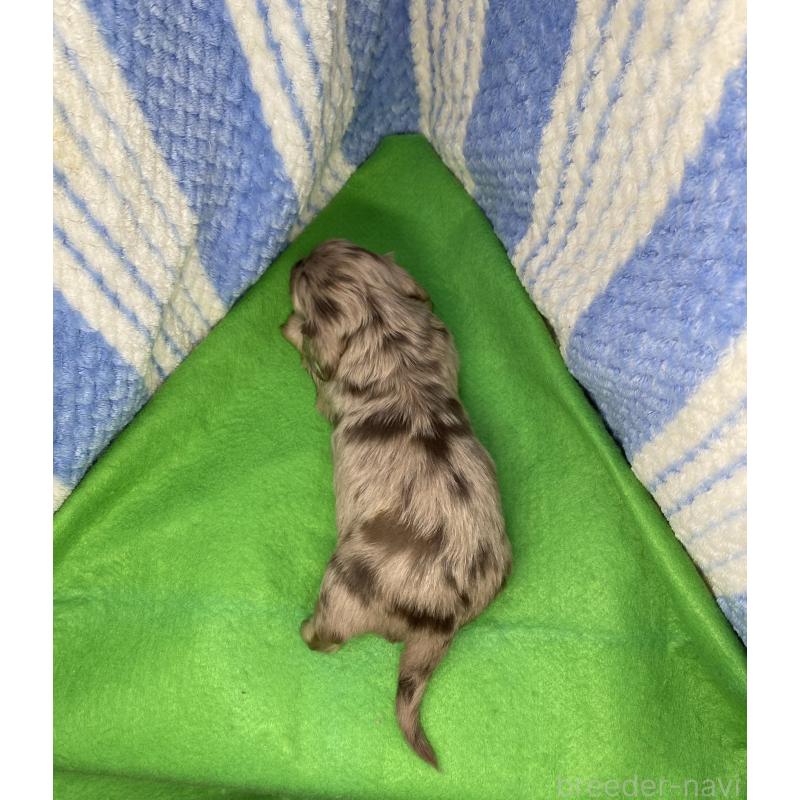 販売中の佐賀県のカニンヘンダックスフンド(ロングヘアード)-443099の2枚目