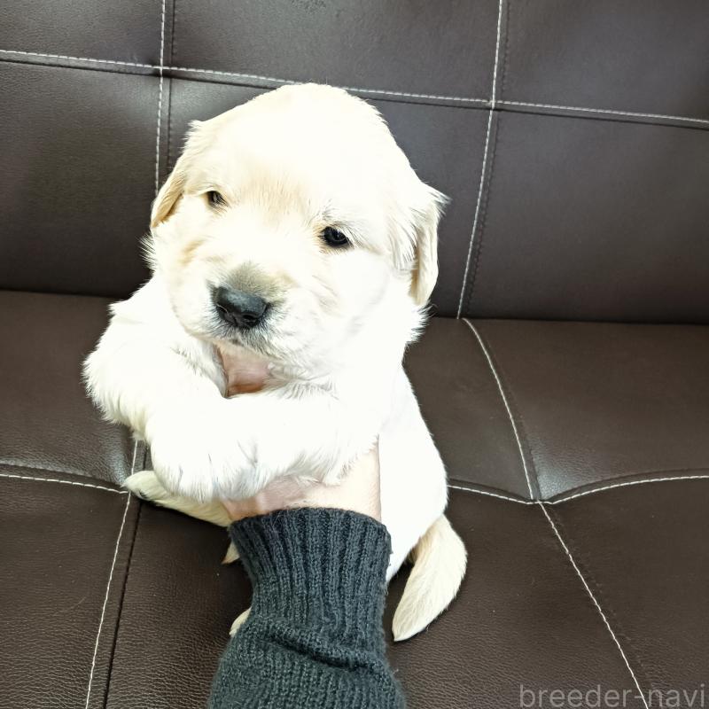 商談中の山口県のゴールデンレトリーバー-438649の3枚目