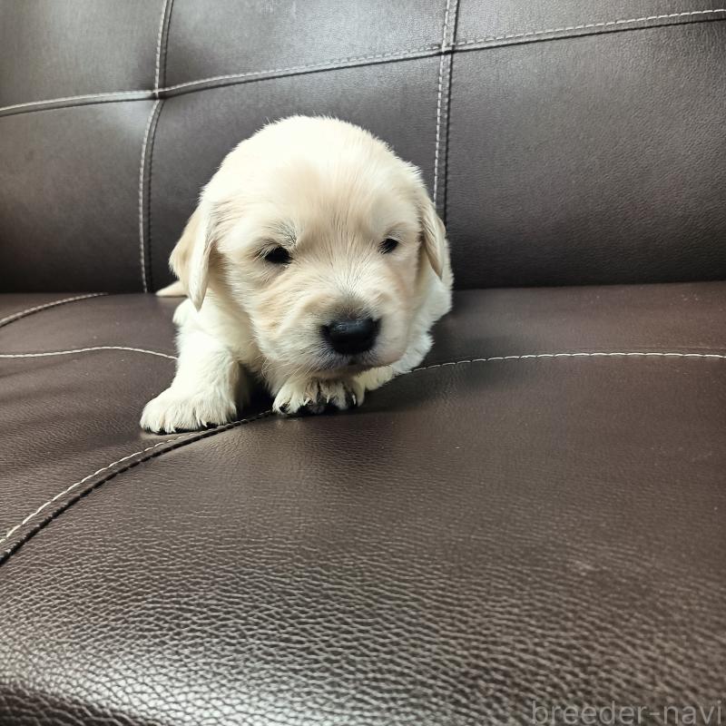 販売中の山口県のゴールデンレトリーバー-438649