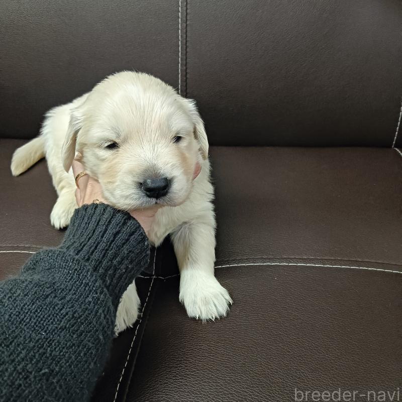 商談中の山口県のゴールデンレトリーバー-438649の2枚目