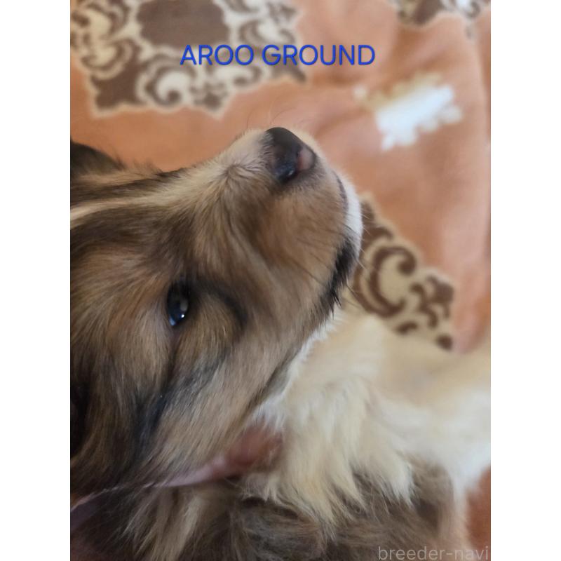 商談中の広島県のシェットランドシープドッグ(シェルティ)-439303の20枚目