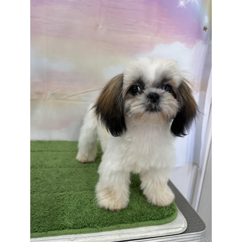 販売中の大阪府のシーズー-418322の23枚目