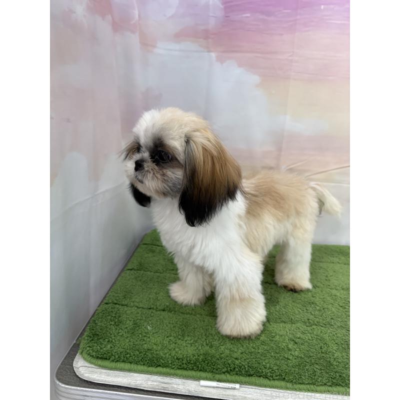 販売中の大阪府のシーズー-418322の20枚目