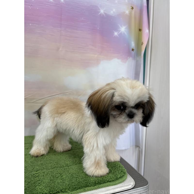 販売中の大阪府のシーズー-418322の19枚目