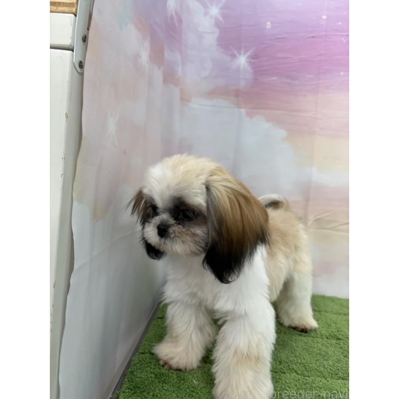 販売中の大阪府のシーズー-418322の18枚目