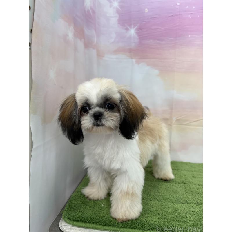 販売中の大阪府のシーズー-418322の17枚目