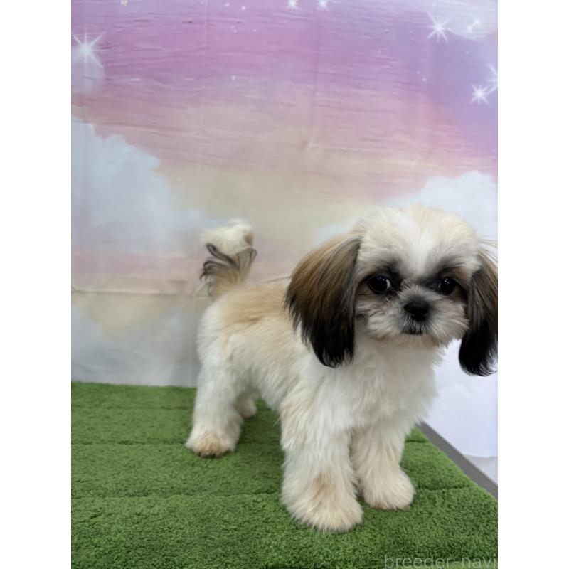 販売中の大阪府のシーズー-418322の16枚目