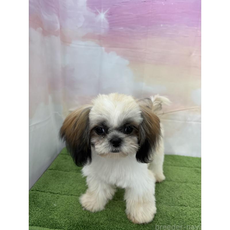 販売中の大阪府のシーズー-418322の15枚目