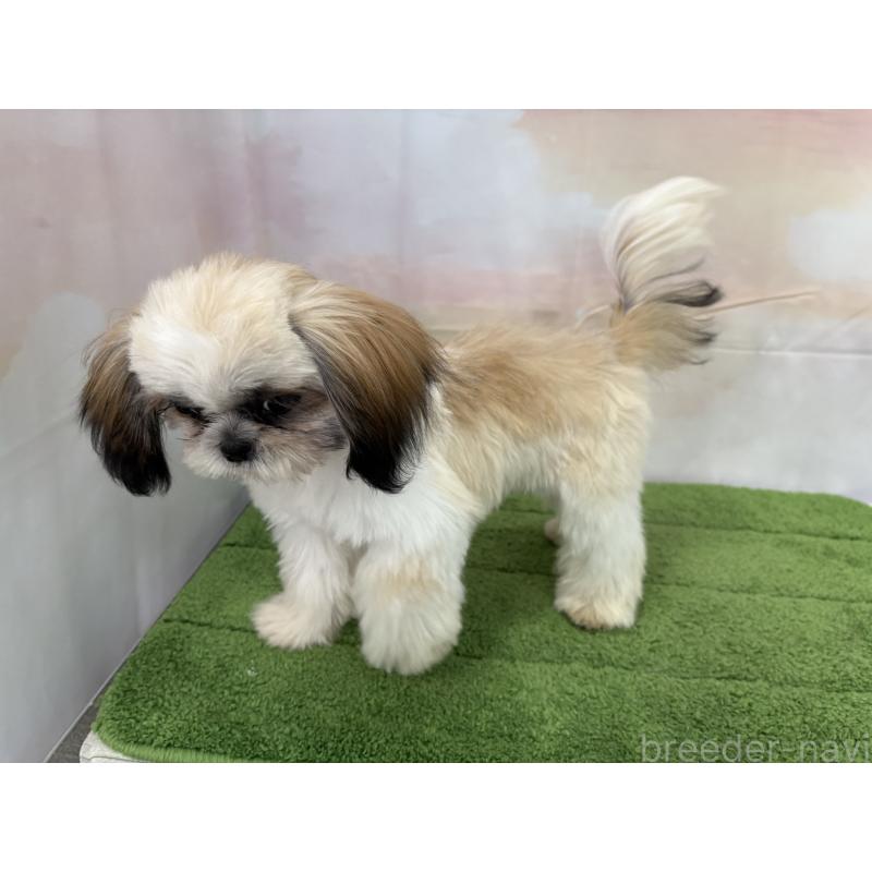 販売中の大阪府のシーズー-418322の14枚目