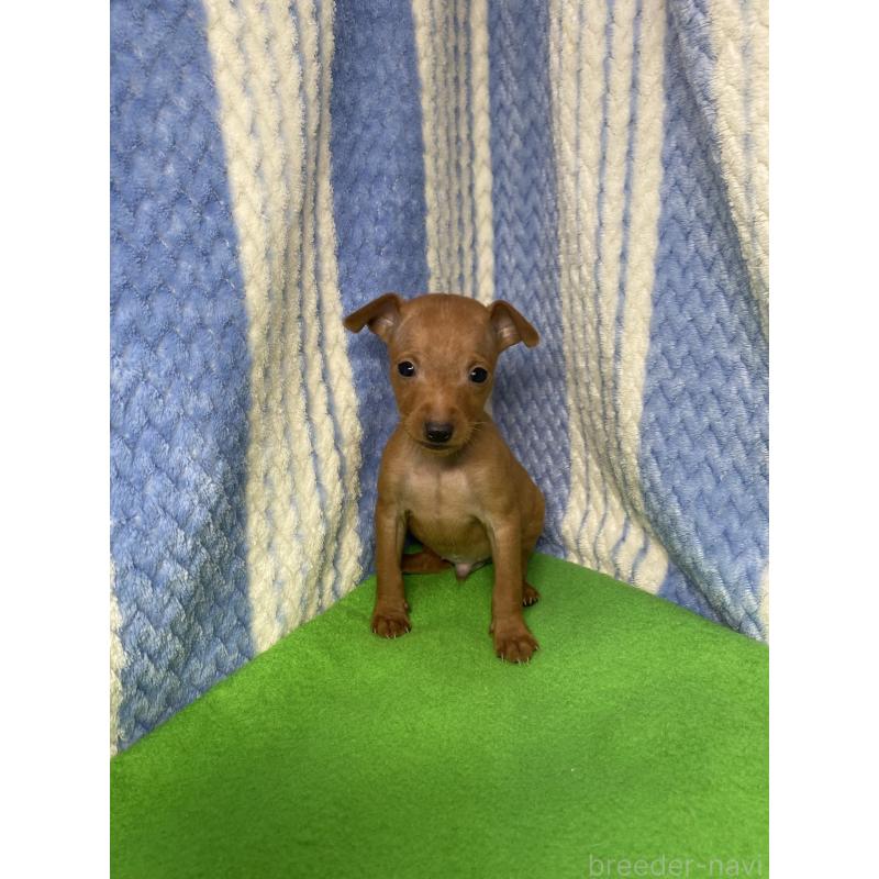 販売中の佐賀県のミニチュアピンシャー(ミニピン)-443102の2枚目