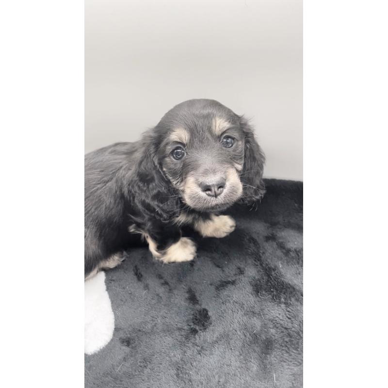 販売中の広島県のミニチュアダックスフンド(ロングヘアード)-443107の3枚目