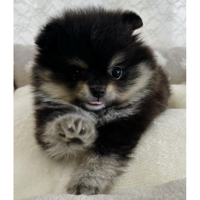 販売中の岡山県のポメラニアン-443103の4枚目