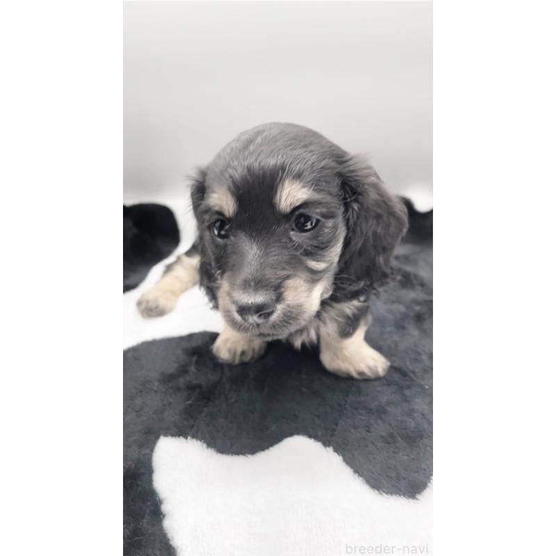 販売中の広島県のミニチュアダックスフンド(ロングヘアード)-443107の2枚目